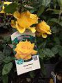 Henry Fonda Rose