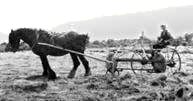 Rebuilding the Homestead